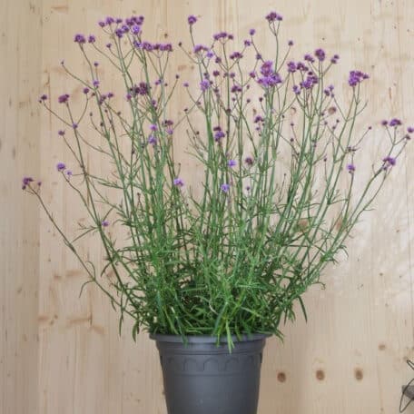 Argentinisches Eisenkraut - Verbena bonariensis
