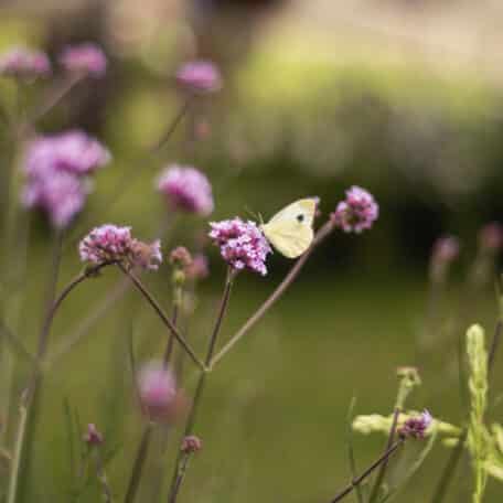 Verveine d'Argentine - Verbena bonariensis