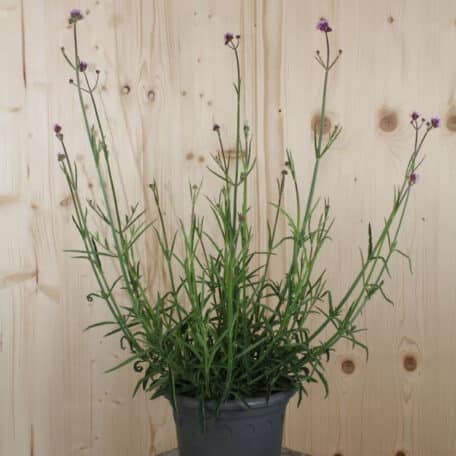 Verveine d'Argentine - Verbena bonariensis