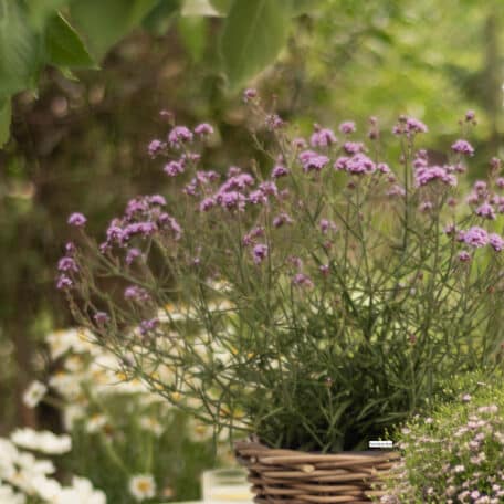 Argentinisches Eisenkraut - Verbena bonariensis