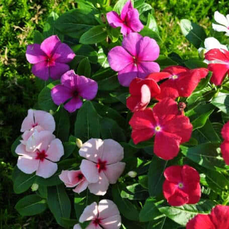 Madagaskar-Immergrün - Vinca rosea - 4 Stück