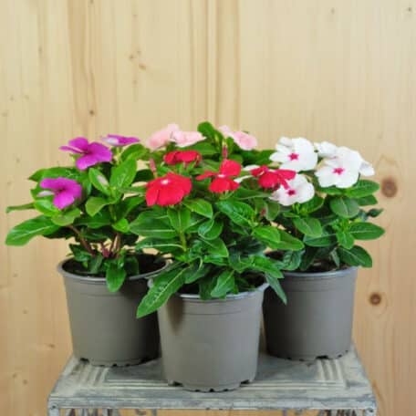 Madagaskar-Immergrün - Vinca rosea - 4 Stück