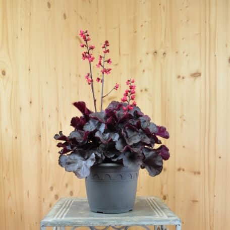 Purpurglöckchen - Heuchera x brizoides - Black Forest Cake - 2 Stück