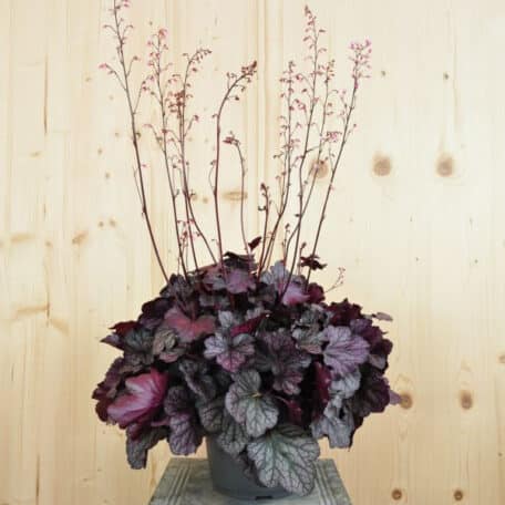 Purpurglöckchen - Heuchera