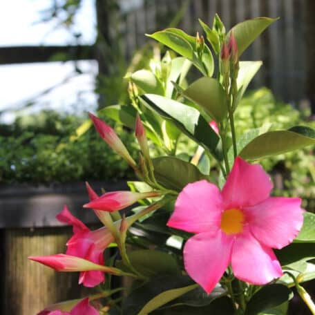Trichterblüte - Dipladenia - 3 Stück