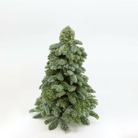 Weihnachtsbaum 'Nobilis' handgebunden höhe 40cm