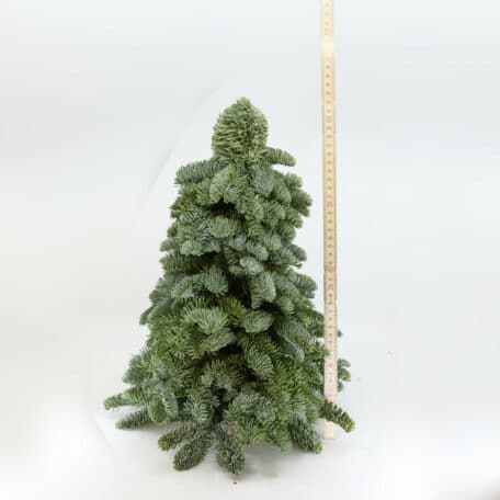 Weihnachtsbaum 'Nobilis' handgebunden höhe 40cm