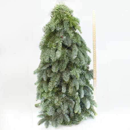 Arbre de Noël 'Nobilis' lié à la main hauteur 60cm