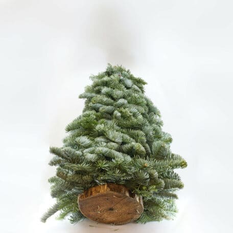 Arbre de Noël 'Nobilis' lié à la main hauteur 60cm