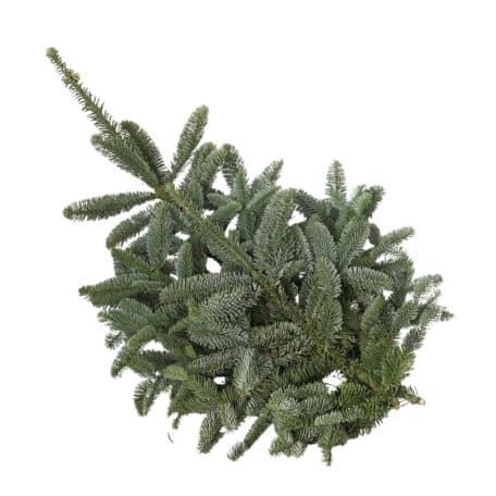 Wintergrün 'Nobilis' ca. 1 kg Bund