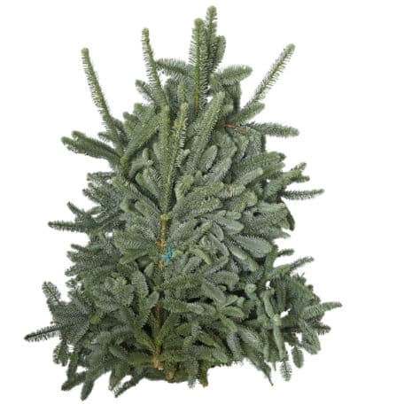 Wintergrün 'Nobilis' ca. 5 kg Bund