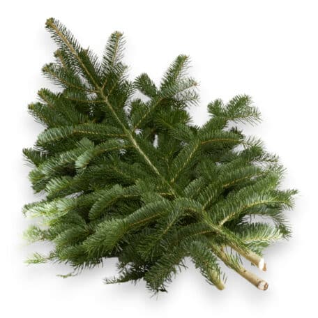 Tannenäste ca. 1Kg pro Bund 'längere, gröbere Äste'