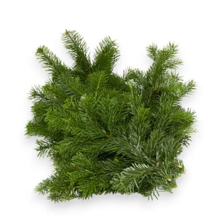 Tannenäste ca. 1Kg pro Bund 'kürzere, feinere Äste'