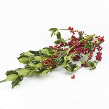 Wintergrün 'Ilex aquifolium' mit roten Beeren 250gr