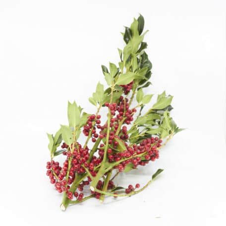 Wintergrün 'Ilex aquifolium' mit roten Beeren 250gr