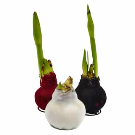 Amaryllis 'veloutiert' rot - 2 Blüten rot