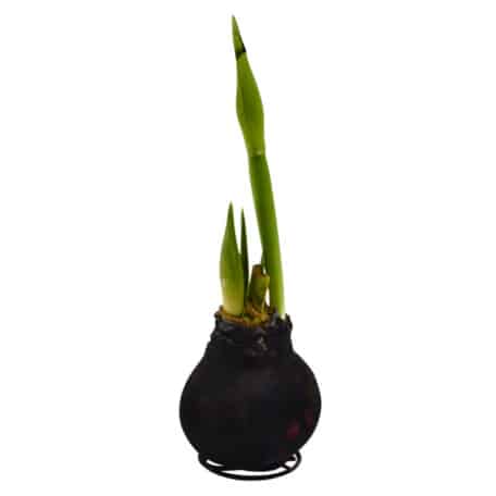 Amaryllis 'veloutiert' schwarz - 2 Blüten rot