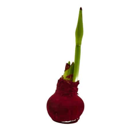 Amaryllis 'veloutiert' rot - 2 Blüten rot