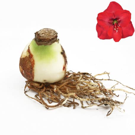 Bulbes d'amaryllis Ø7cm 'floraison rouge