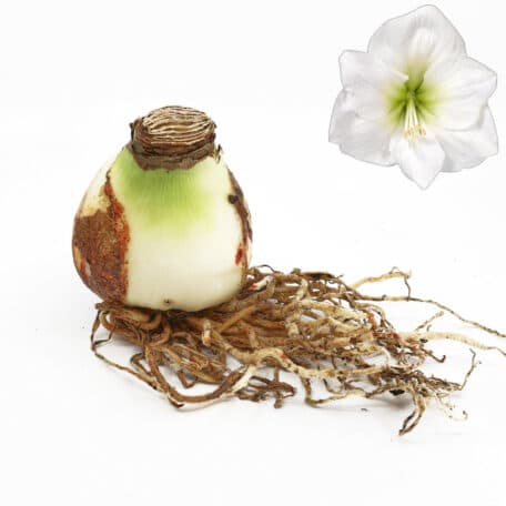 Bulbes d'amaryllis Ø7cm 'floraison blanche