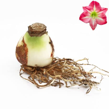 Bulbes d'amaryllis Ø7cm 'floraison rose