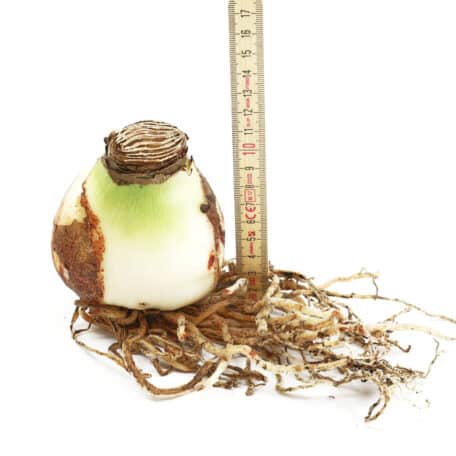 Bulbes d'amaryllis Ø7cm 'floraison rose