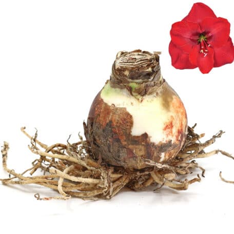 Bulbes d'amaryllis Ø9cm 'floraison rouge