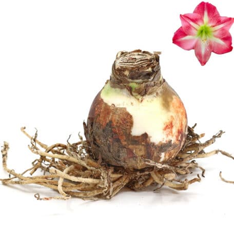 Bulbes d'amaryllis Ø9cm 'floraison rose