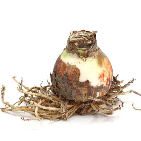 Bulbes d'amaryllis Ø12cm 'floraison rouge