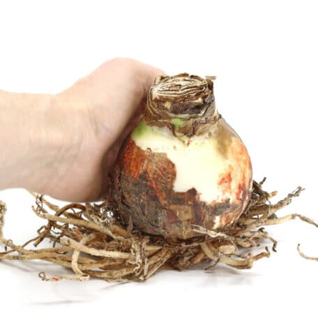 Bulbes d'amaryllis Ø9cm 'floraison blanche