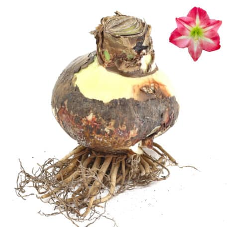 Amaryllisknollen Ø12cm 'rosa blühend'