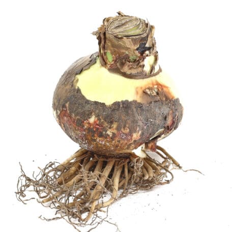 Amaryllisknollen Ø12cm 'rosa blühend'