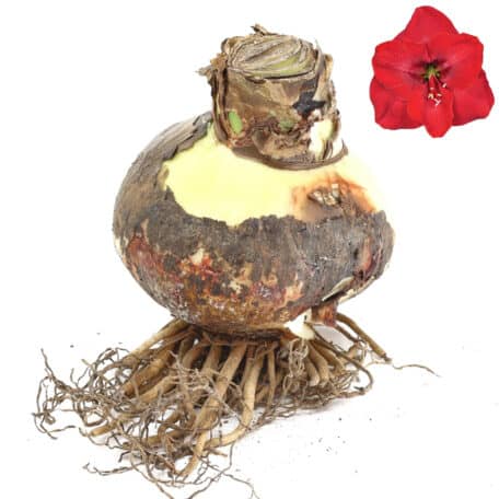 Bulbes d'amaryllis Ø12cm 'floraison rouge