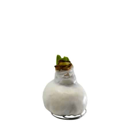 Amaryllis 'gewachst' weiss - 2 Blüten weiss