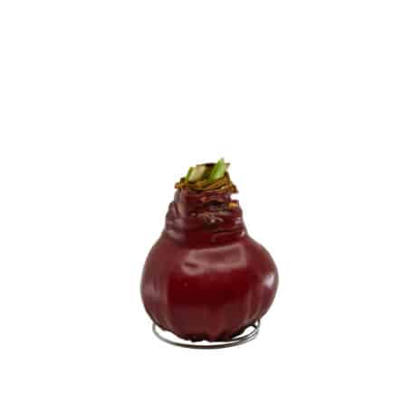 Amaryllis 'gewachst' rot - 2 Blüten rot