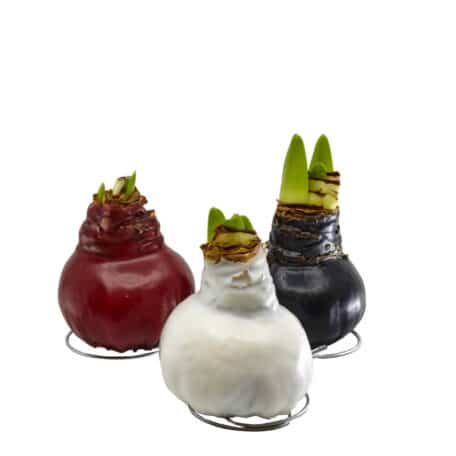 Amaryllis 'gewachst' weiss - 2 Blüten weiss