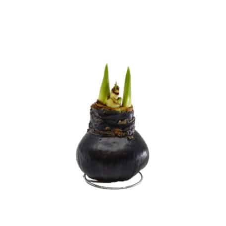 Amaryllis 'gewachst' schwarz - 2 Blüten rot