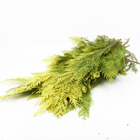 Wintergrün 'Chamaecyparis lawsoniana' 250gr