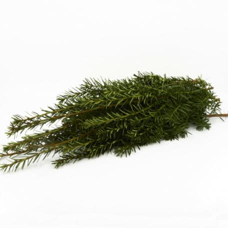 Wintergrün 'Taxus baccata' 250gr