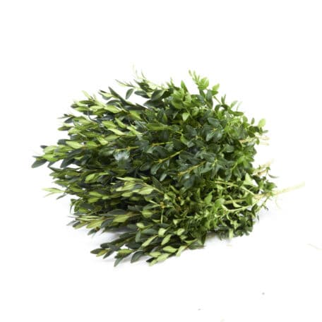 Wintergrün 'Buchs' 250gr