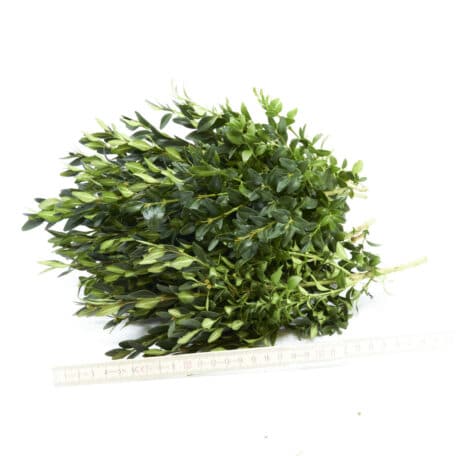 Wintergrün 'Buchs' 250gr