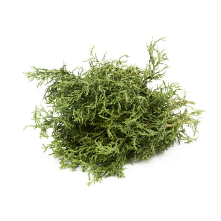 Vert d'hiver 'Chamaecyparis Coralliformis' 250gr