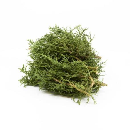 Vert d'hiver 'Chamaecyparis Coralliformis' 250gr