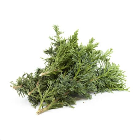 Wintergrün 'Chamaecyparis Drath' 250gr