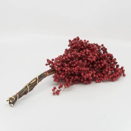 Schinus molle 'Rot' gefärbt getrocknet Bund