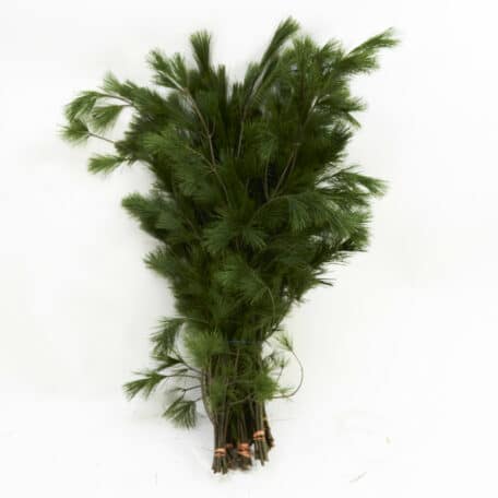 Wintergrün 'Pinus Strobus / Seidenföhre' 5 kg