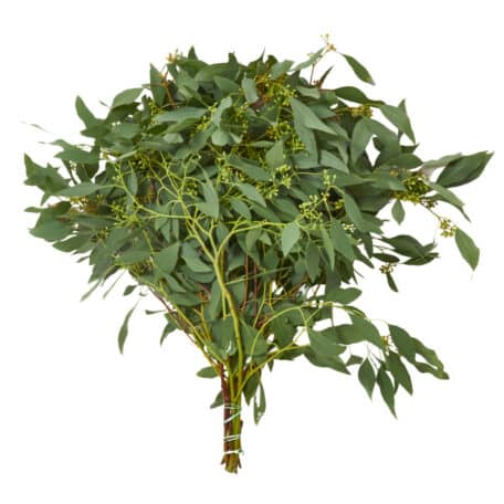 Eucalyptus 'Populus' blühend Bund 500gr
