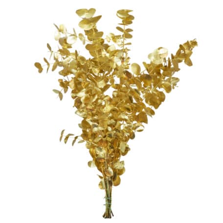 Eucalyptus 'cinerea' gold Bund 300gr