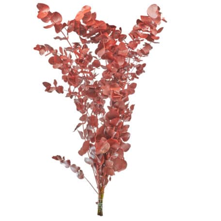 Eucalyptus 'cinerea' rot Bund 300gr