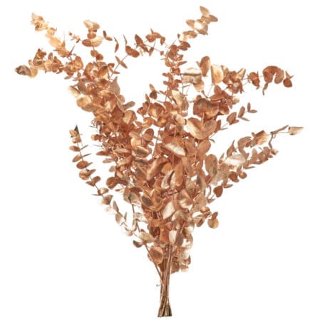 Eucalyptus 'cinerea' kupfer Bund 300gr